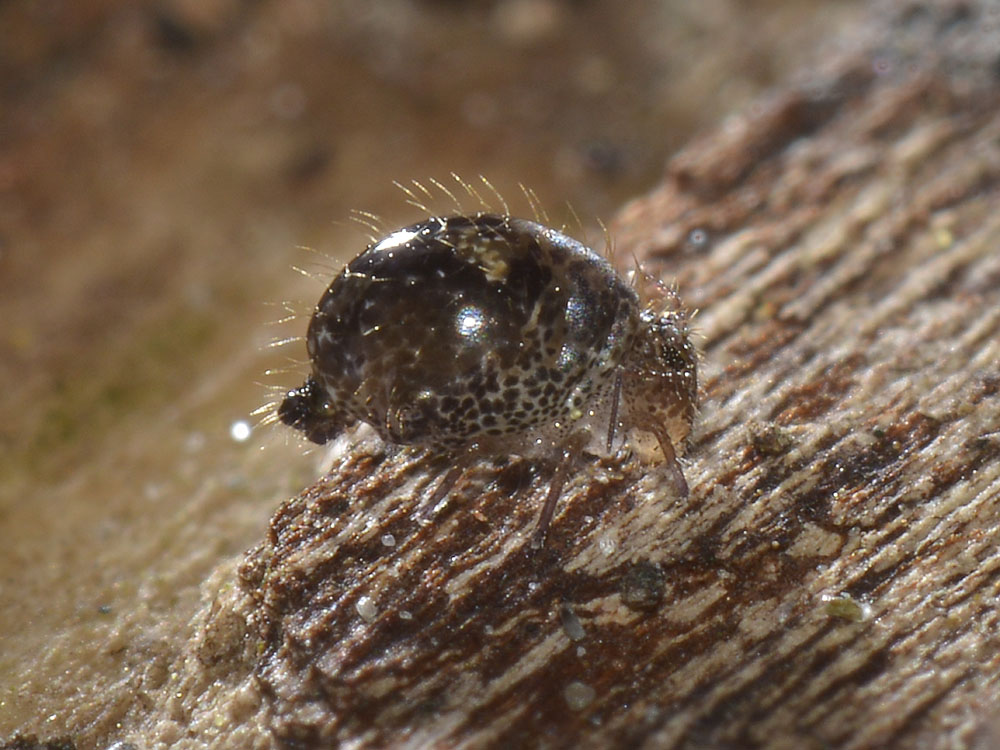 Allacma cfr fusca (Sminthuridae)